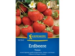 Best Kiepenkerl Erdbeeren Fresca