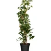 GROW by OBI Töpfe<Kletterhortensie Weiß Höhe ca. 60 - 80 cm Topf ca. 5 l  Hydrangea petiolaris