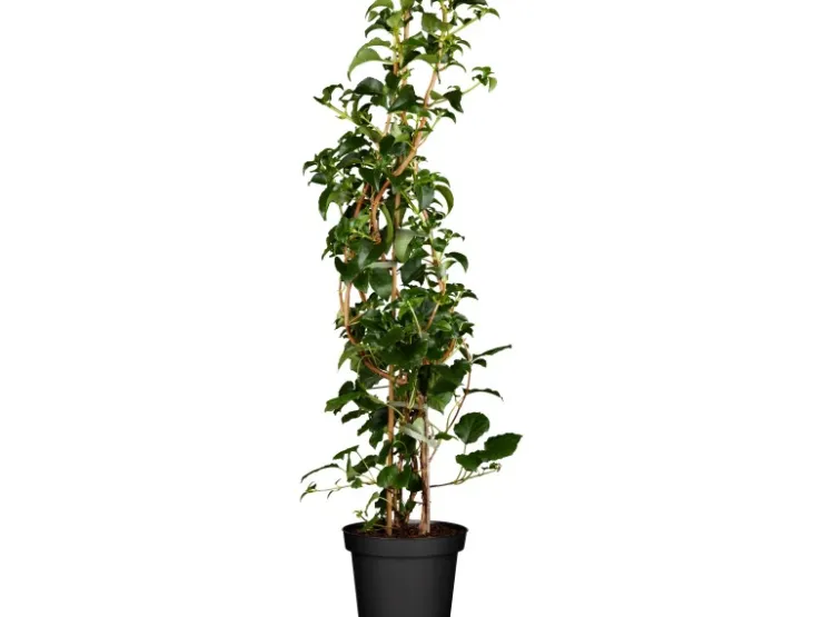 GROW by OBI Töpfe<Kletterhortensie Weiß Höhe ca. 60 - 80 cm Topf ca. 5 l Hydrangea petiolaris
