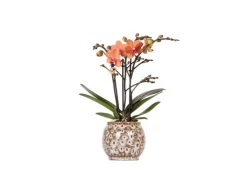 Best Kolibri Orchids Orange Phalaenopsis Orchidee Mineral Bolzano & Safari Topf Topfgröße 9cm Blühende Zimmerpflanze