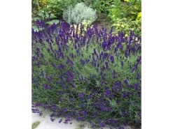 Best Lavandula Angustifolia Echter Lavendel Siesta Ca 9x9 cm Topf