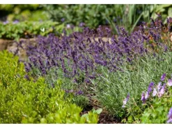 Best Lavandula Angustifolia Echter Lavendel Siesta Ca 9x9 cm Topf
