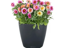 Clearance ® Pflanzgefäß Classico Color 35 Schiefer Ø 35 cm Töpfe