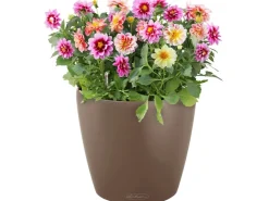 Lechuza Töpfe<® Pflanzgefäß Classico Color 35 Ø 35 cm Muskat