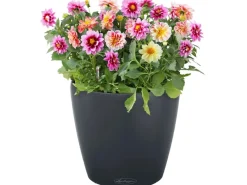 Online ® Pflanzgefäß Classico Color Ø 59 cm x 56 cm Schiefer Töpfe