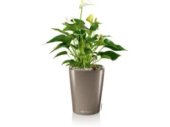 Discount ® Pflanzgefäß Mini-Deltini hochglanz Ø 10 cm Töpfe