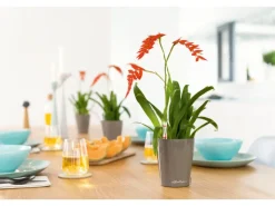 Discount ® Pflanzgefäß Mini-Deltini hochglanz Ø 10 cm Töpfe