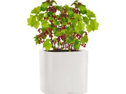 Lechuza Töpfe<® Pflanzgefäß Pila Color Planter 35 cm x 35 cm x 33 cm Licht Grau