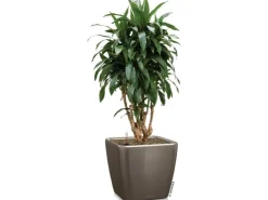 Lechuza Töpfe<® Pflanzgefäß Quadro Premium LS 35 cm x 35 cm x 33 cm hochglanz Taupe