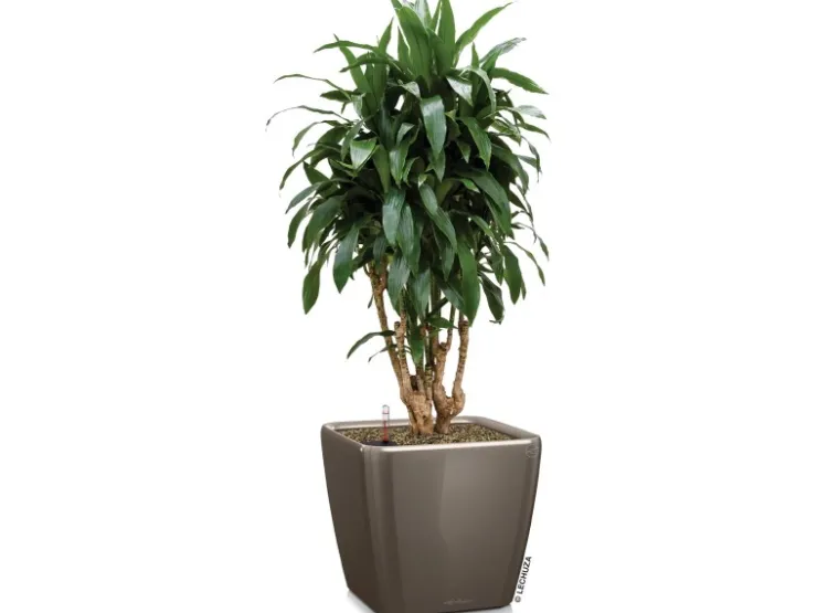 Lechuza Töpfe<® Pflanzgefäß Quadro Premium LS 35 cm x 35 cm x 33 cm hochglanz Taupe