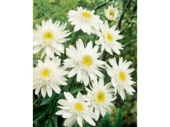 Best Leucanthemum X Superbum Margerite Christine Hagemann Ca 9x9 cm Topf Töpfe