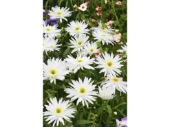 Best Leucanthemum X Superbum Margerite Christine Hagemann Ca 9x9 cm Topf Töpfe