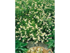 Best Matricaria Recutita Echte Kamille Ca. 9x9 cm Topf