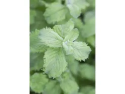 Best Mentha Sp. Mojito Minze Ca. 11x11 cm Topf