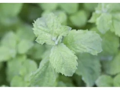 Best Mentha Sp. Mojito Minze Ca. 11x11 cm Topf