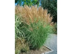 Best Miscanthus Sinensis Goliath Chinaschilf Ca. 11x11 cm Topf