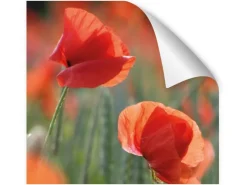 Sale Myspotti Küchenrückwandfolie Mohn Selbstklebend 450 cm x 60 cm