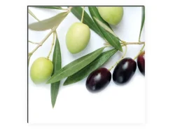 Best MySpotti Küchenrückwand Profix Cucina Olivenzweig 160 x 60 cm Olivgrün