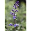 Best Nepeta X Faassenii Walker's Low Katzenminze Ca. 9x9 cm Topf