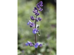 Best Nepeta X Faassenii Walker's Low Katzenminze Ca. 9x9 cm Topf