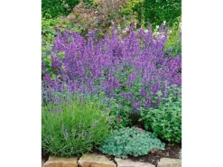Best Nepeta X Faassenii Walker's Low Katzenminze Ca. 9x9 cm Topf