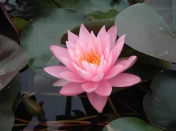 Töpfe<Nymphaea Odorata Seerose Ca. 11x11 cm Topf