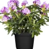 GROW by OBI Töpfe<OBI Catawba-Rhododendron "Grandiflorum" Violett Höhe ca. 30 - 40 cm Topf ca. 5 l