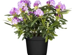 GROW by OBI Töpfe<OBI Catawba-Rhododendron "Grandiflorum" Violett Höhe ca. 30 - 40 cm Topf ca. 5 l