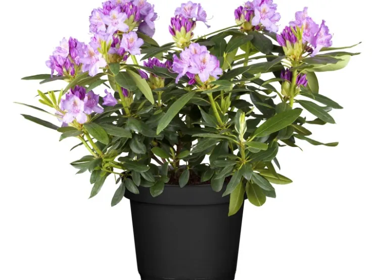 GROW by OBI Töpfe<OBI Catawba-Rhododendron "Grandiflorum" Violett Höhe ca. 30 - 40 cm Topf ca. 5 l