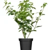 New GROW by OBI OBI Forsythie "Lynwood Gold" Gelb Höhe ca. 50 - 60 cm Topf ca. 3,5 l Forsythia