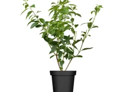 New GROW by OBI OBI Forsythie "Lynwood Gold" Gelb Höhe ca. 50 - 60 cm Topf ca. 3,5 l Forsythia