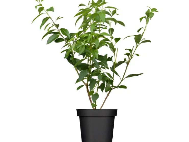New GROW by OBI OBI Forsythie "Lynwood Gold" Gelb Höhe ca. 50 - 60 cm Topf ca. 3,5 l Forsythia