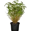 Discount GROW by OBI OBI Gartenbambus Höhe 30 - 40 cm Topf ca. 3 l Fargesia murielae