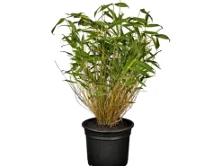 Discount GROW by OBI OBI Gartenbambus Höhe 30 - 40 cm Topf ca. 3 l Fargesia murielae