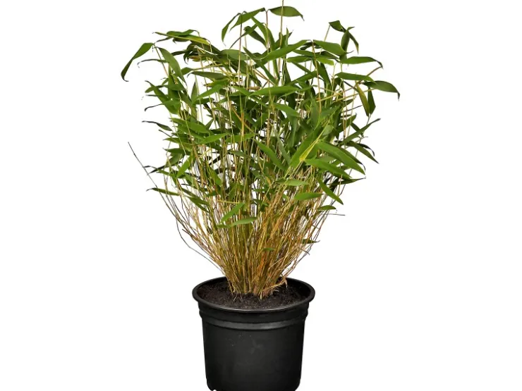 Discount GROW by OBI OBI Gartenbambus Höhe 30 - 40 cm Topf ca. 3 l Fargesia murielae