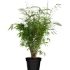 GROW by OBI Töpfe<OBI Gartenbambus "Light Green" Höhe ca. 40 - 60 cm Topf ca. 5 l Fargesia
