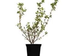 Online OBI Gartenjasmin "Schneesturm" Weiß Höhe ca.50-60 cm Topf ca. 3,5 l Philadelphus Töpfe