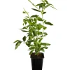 Sale OBI Heidelbeere "Goldtraube" Blau Höhe ca. 20 - 30 cm Topf ca. 3 l Vaccinium Töpfe