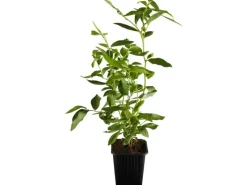 Sale OBI Heidelbeere "Goldtraube" Blau Höhe ca. 20 - 30 cm Topf ca. 3 l Vaccinium Töpfe