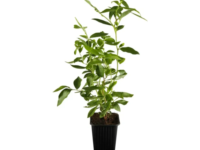 Sale OBI Heidelbeere "Goldtraube" Blau Höhe ca. 20 - 30 cm Topf ca. 3 l Vaccinium Töpfe