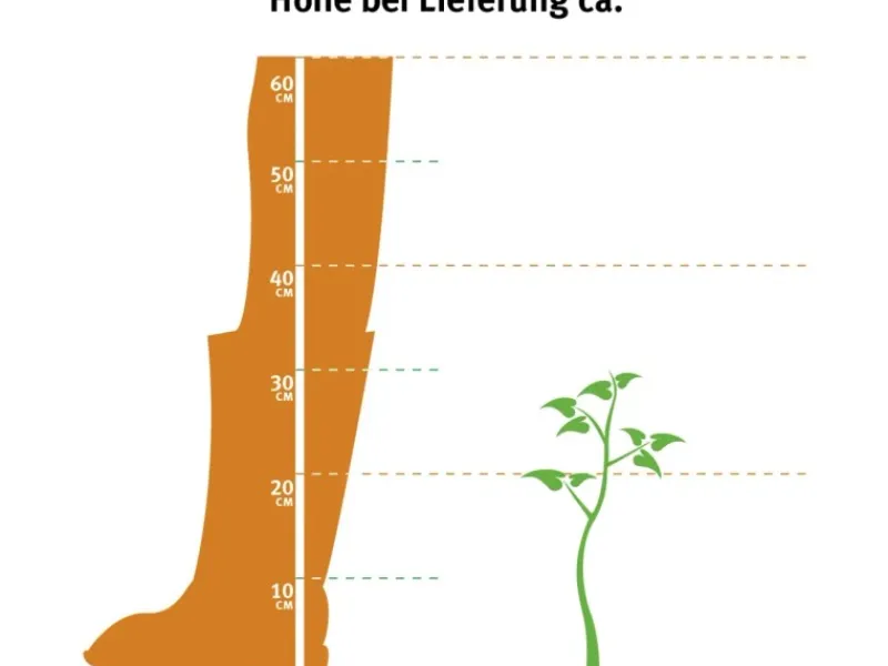 Sale OBI Heidelbeere "Goldtraube" Blau Höhe ca. 20 - 30 cm Topf ca. 3 l Vaccinium Töpfe