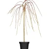 Online GROW by OBI OBI Hängende Kätzchenweide "Pendula" Gelb Höhe ca. 80-100 cm Topf ca.5,5 l Salix