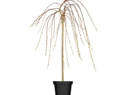 Online GROW by OBI OBI Hängende Kätzchenweide "Pendula" Gelb Höhe ca. 80-100 cm Topf ca.5,5 l Salix