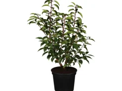 Töpfe<OBI Portugiesischer Kirschlorbeer "Angustifolia" Höhe ca. 50 - 60 cm Topf ca. 5l