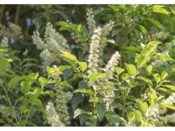 Töpfe<OBI Portugiesischer Kirschlorbeer "Angustifolia" Höhe ca. 50 - 60 cm Topf ca. 5l