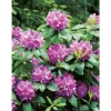GROW by OBI OBI Rhododendron "Roseum Elegans" Rosa Höhe ca. 30-40 cm Topf ca.5l Rhododendron