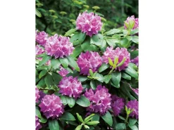 GROW by OBI OBI Rhododendron "Roseum Elegans" Rosa Höhe ca. 30-40 cm Topf ca.5l Rhododendron