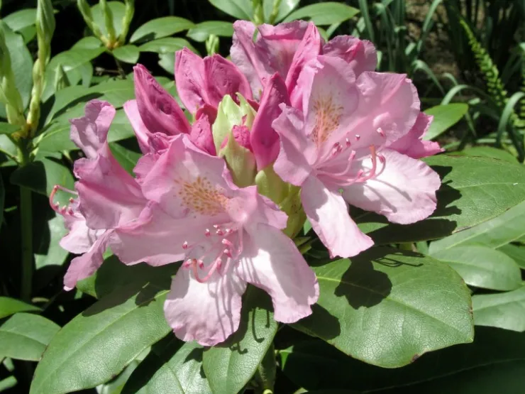 GROW by OBI OBI Rhododendron "Roseum Elegans" Rosa Höhe ca. 30-40 cm Topf ca.5l Rhododendron