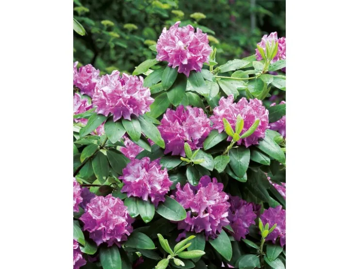 GROW by OBI OBI Rhododendron "Roseum Elegans" Rosa Höhe ca. 30-40 cm Topf ca.5l Rhododendron