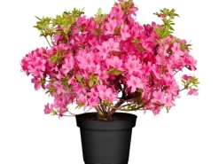 GROW by OBI OBI Rhododendron